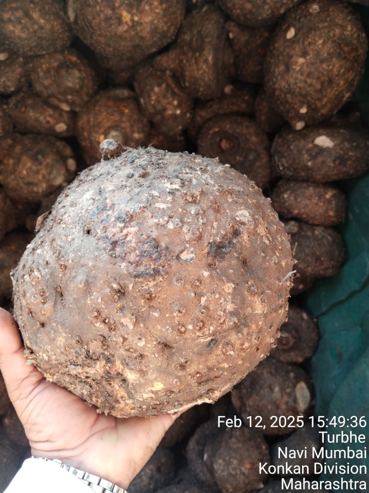 Elephant Foot Yam